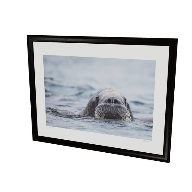 Walrus II, Svalbard