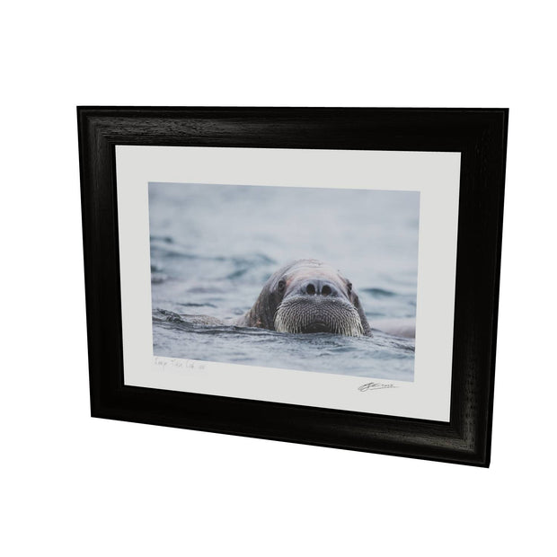 Walrus II, Svalbard