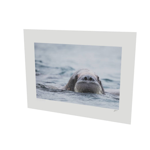 Walrus II, Svalbard