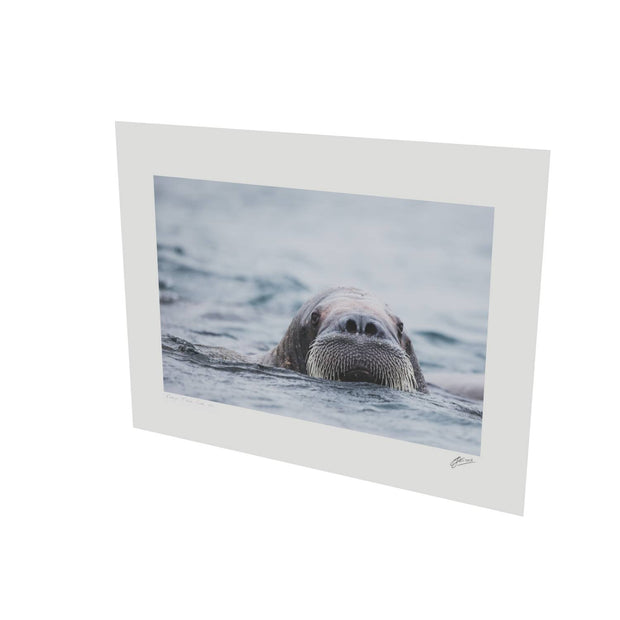 Walrus II, Svalbard