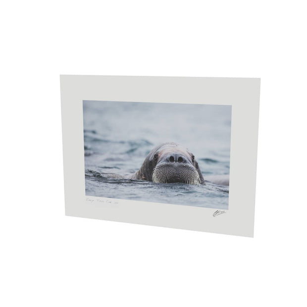 Walrus II, Svalbard