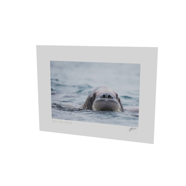 Walrus II, Svalbard
