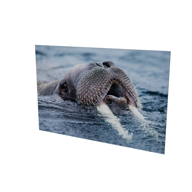 Curious Walrus, Svalbard