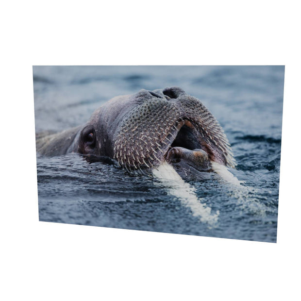 Curious Walrus, Svalbard