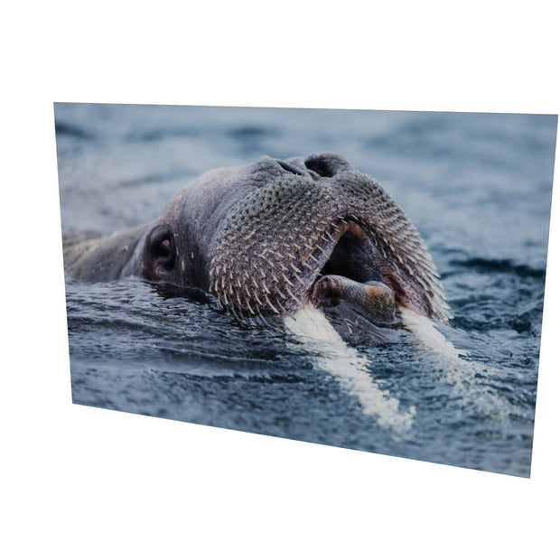 Curious Walrus, Svalbard