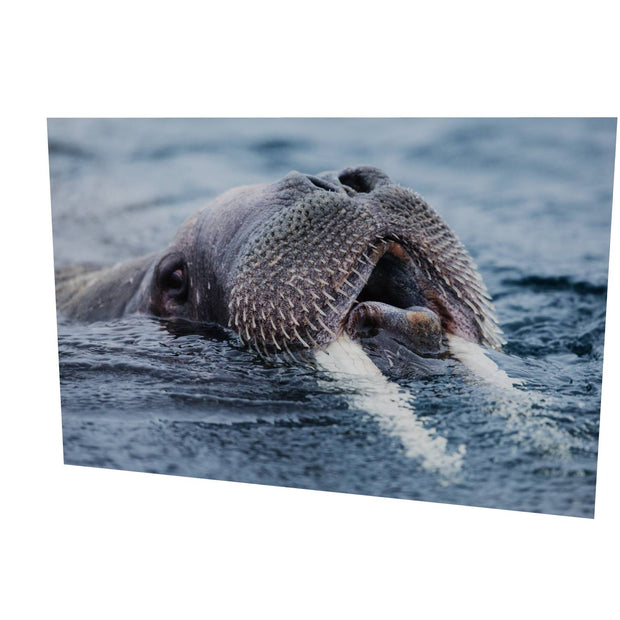 Curious Walrus, Svalbard