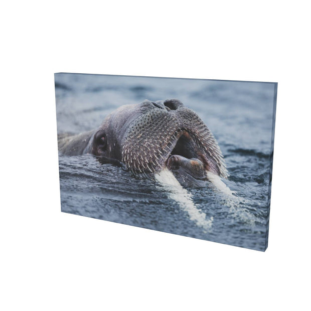 Curious Walrus, Svalbard