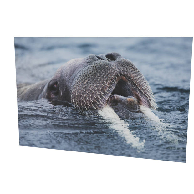 Curious Walrus, Svalbard