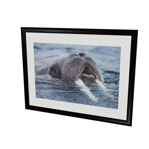 Curious Walrus, Svalbard