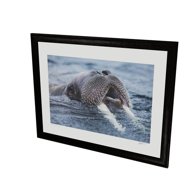 Curious Walrus, Svalbard