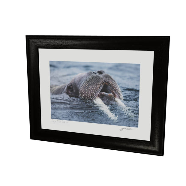 Curious Walrus, Svalbard