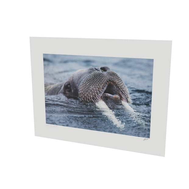 Curious Walrus, Svalbard