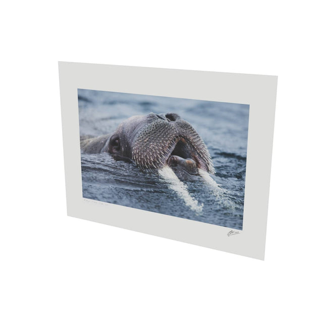 Curious Walrus, Svalbard