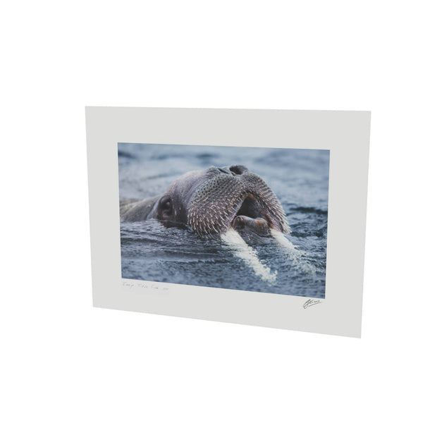 Curious Walrus, Svalbard