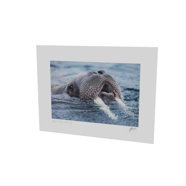 Curious Walrus, Svalbard