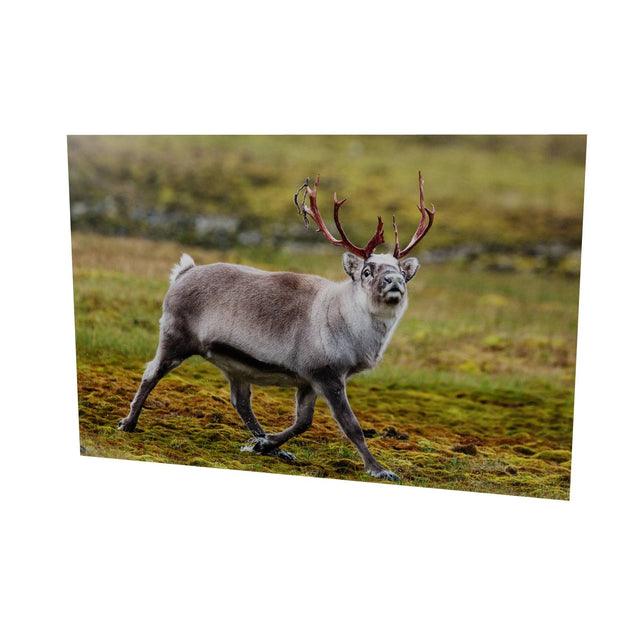 Svalbard Reindeer