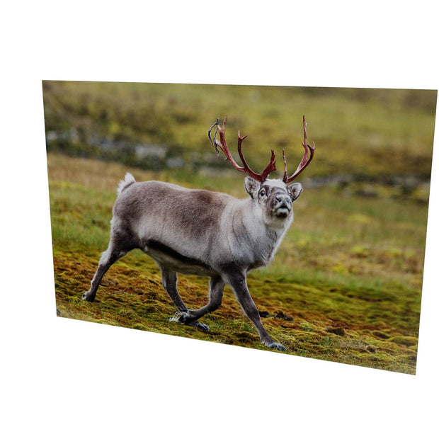 Svalbard Reindeer