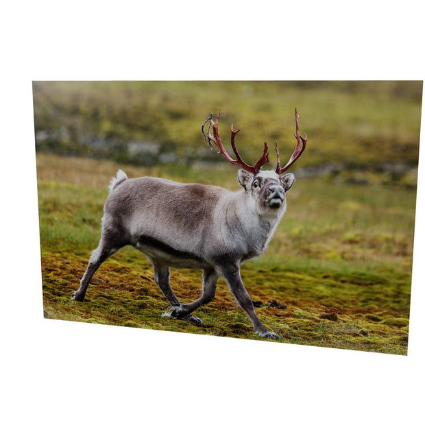 Svalbard Reindeer