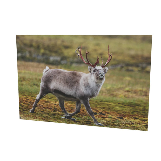 Svalbard Reindeer