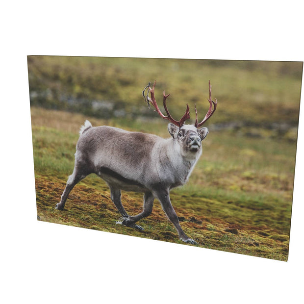Svalbard Reindeer