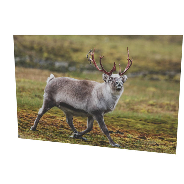 Svalbard Reindeer