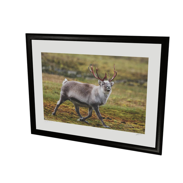Svalbard Reindeer