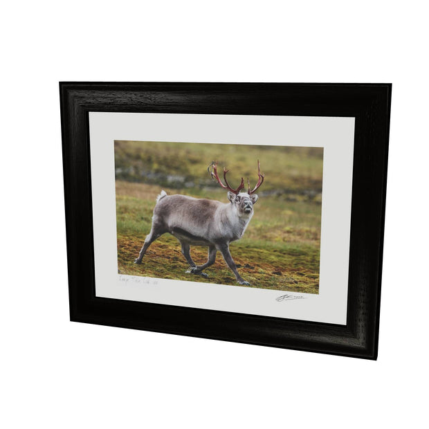 Svalbard Reindeer