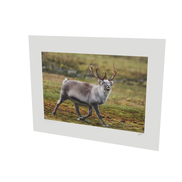 Svalbard Reindeer