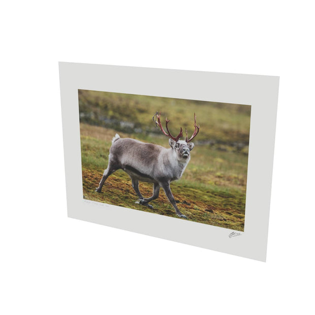 Svalbard Reindeer