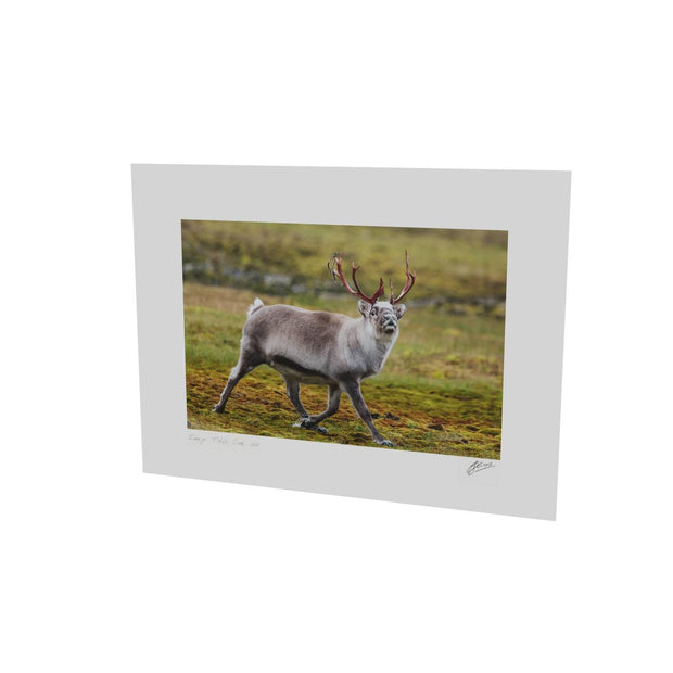 Svalbard Reindeer