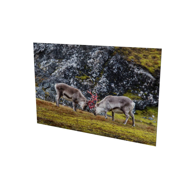 Reindeer Sparring, Svalbard