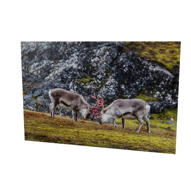 Reindeer Sparring, Svalbard