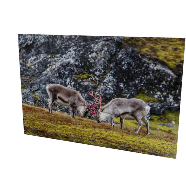 Reindeer Sparring, Svalbard