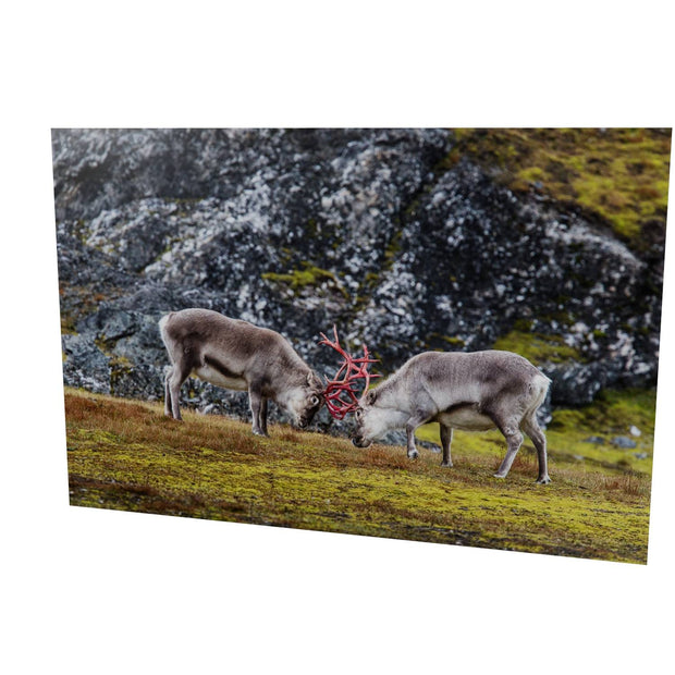 Reindeer Sparring, Svalbard
