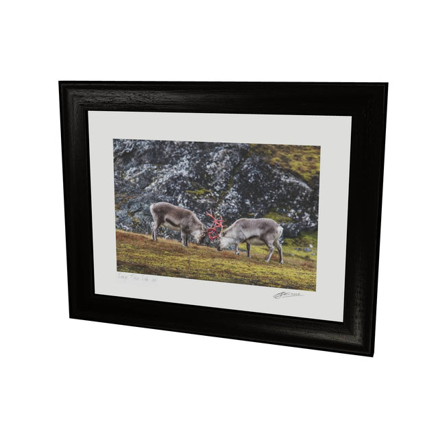 Reindeer Sparring, Svalbard