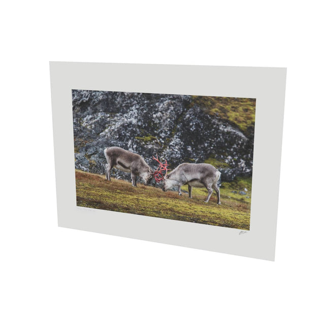 Reindeer Sparring, Svalbard