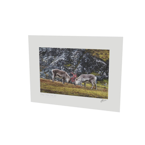 Reindeer Sparring, Svalbard