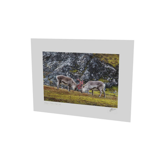 Reindeer Sparring, Svalbard