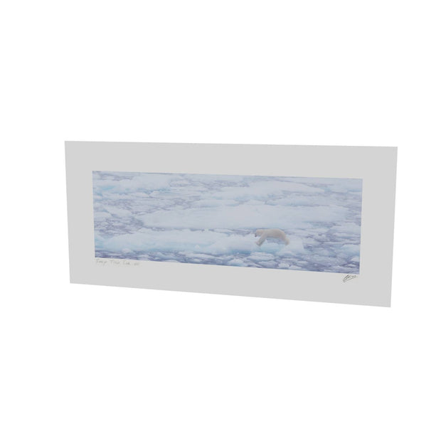 Polar Bear Crossing Sea Ice, Barents Sea