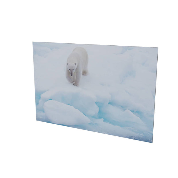 Polar Bear Approaching, Barents Sea