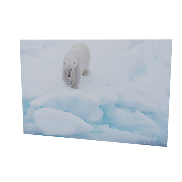 Polar Bear Approaching, Barents Sea