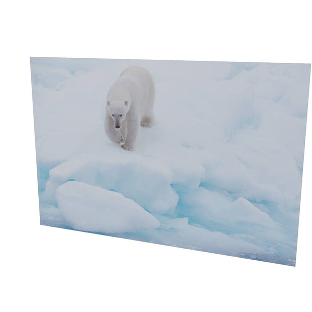 Polar Bear Approaching, Barents Sea