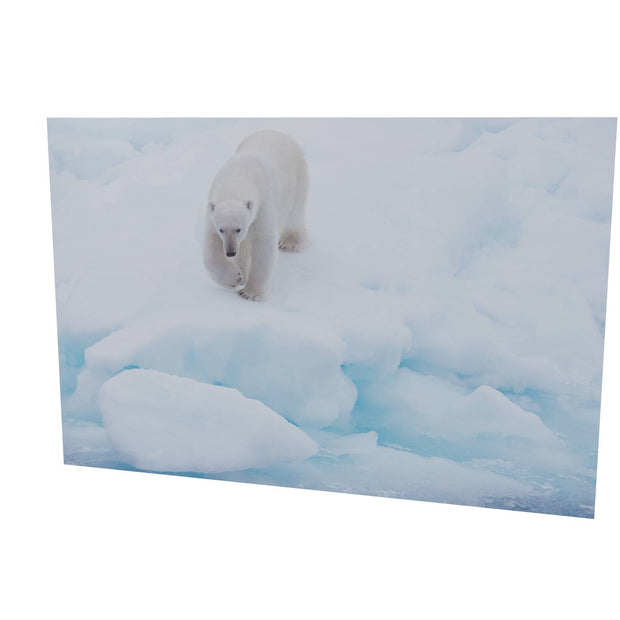 Polar Bear Approaching, Barents Sea