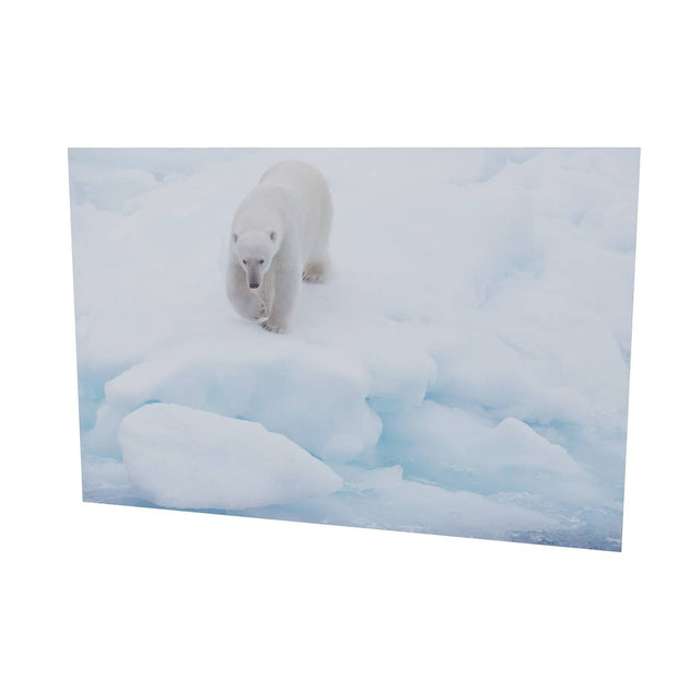 Polar Bear Approaching, Barents Sea