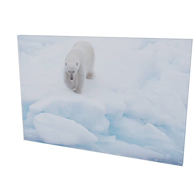 Polar Bear Approaching, Barents Sea