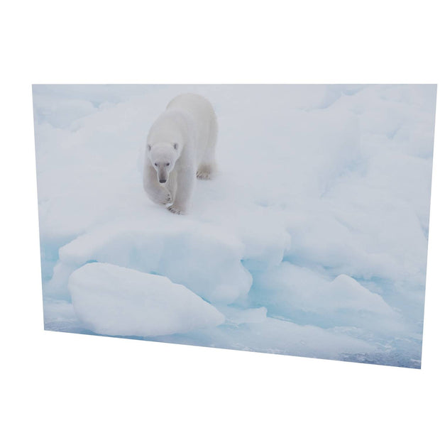 Polar Bear Approaching, Barents Sea