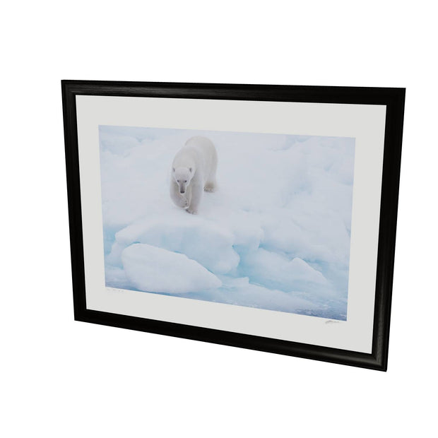 Polar Bear Approaching, Barents Sea