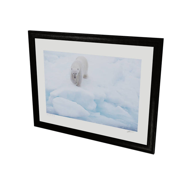 Polar Bear Approaching, Barents Sea