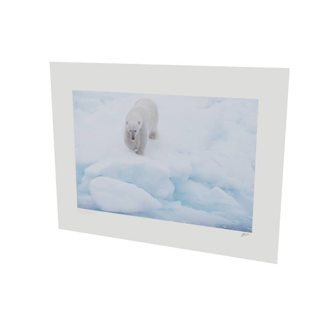 Polar Bear Approaching, Barents Sea