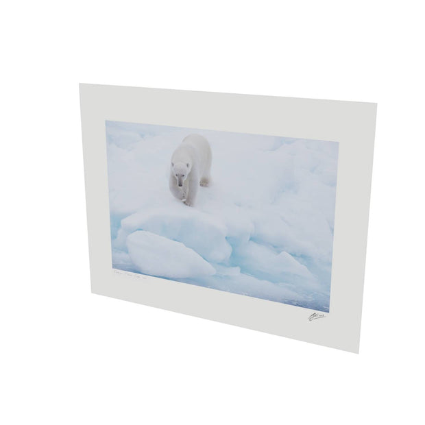 Polar Bear Approaching, Barents Sea